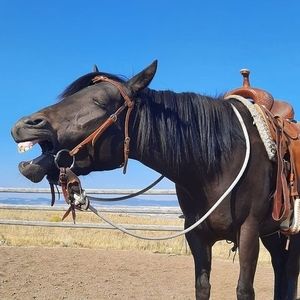 Meet your Posher, Diana